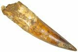 Huge Real Fossil Spinosaurus Tooth - Composite Tip #365668-1